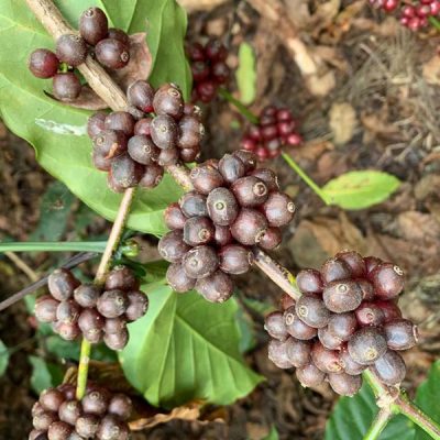 Le piantagioni di caffè, cosa sono e dove si trovano