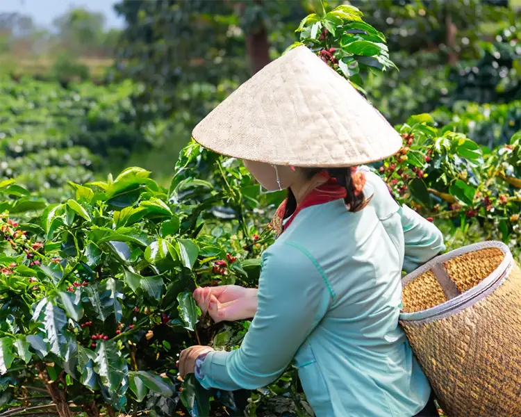 Piantagione di caffè in Vietnam